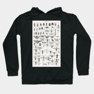 Entomology Hoodie